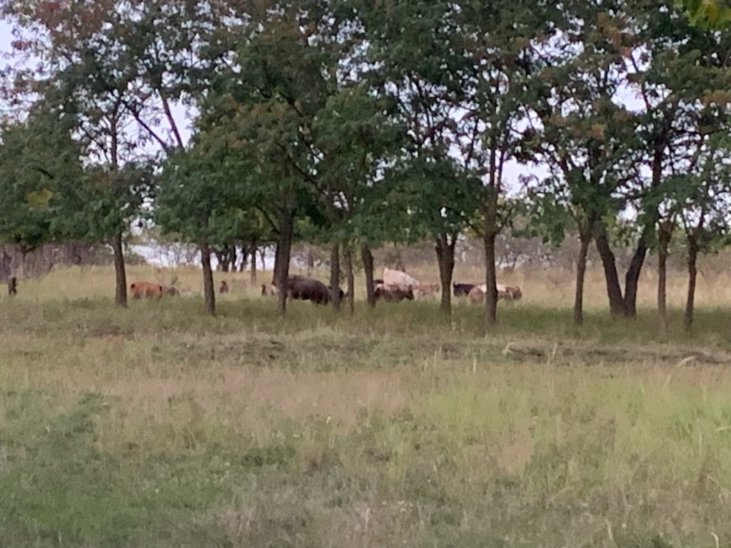 Kozy kozly Kamerunská - 7