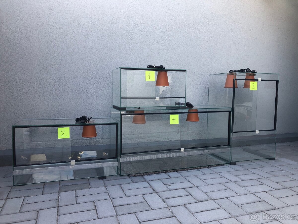 gekončík noční - 7