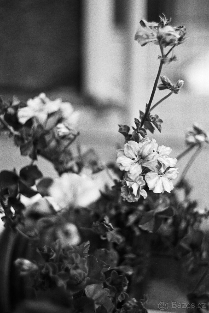 Praktica FX (M42) a objektiv CZJ Bioatar 58/2 T (Q1) - 7