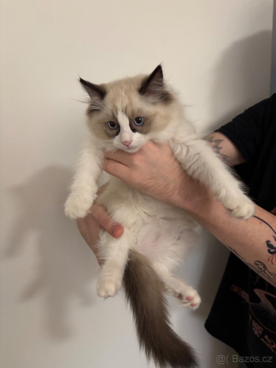 Koťátka Ragdoll - 7