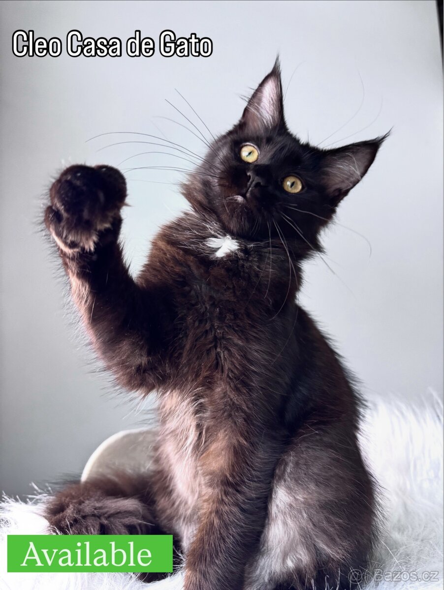 Koťata Mainské mývalí z chovatelské stanice - 7