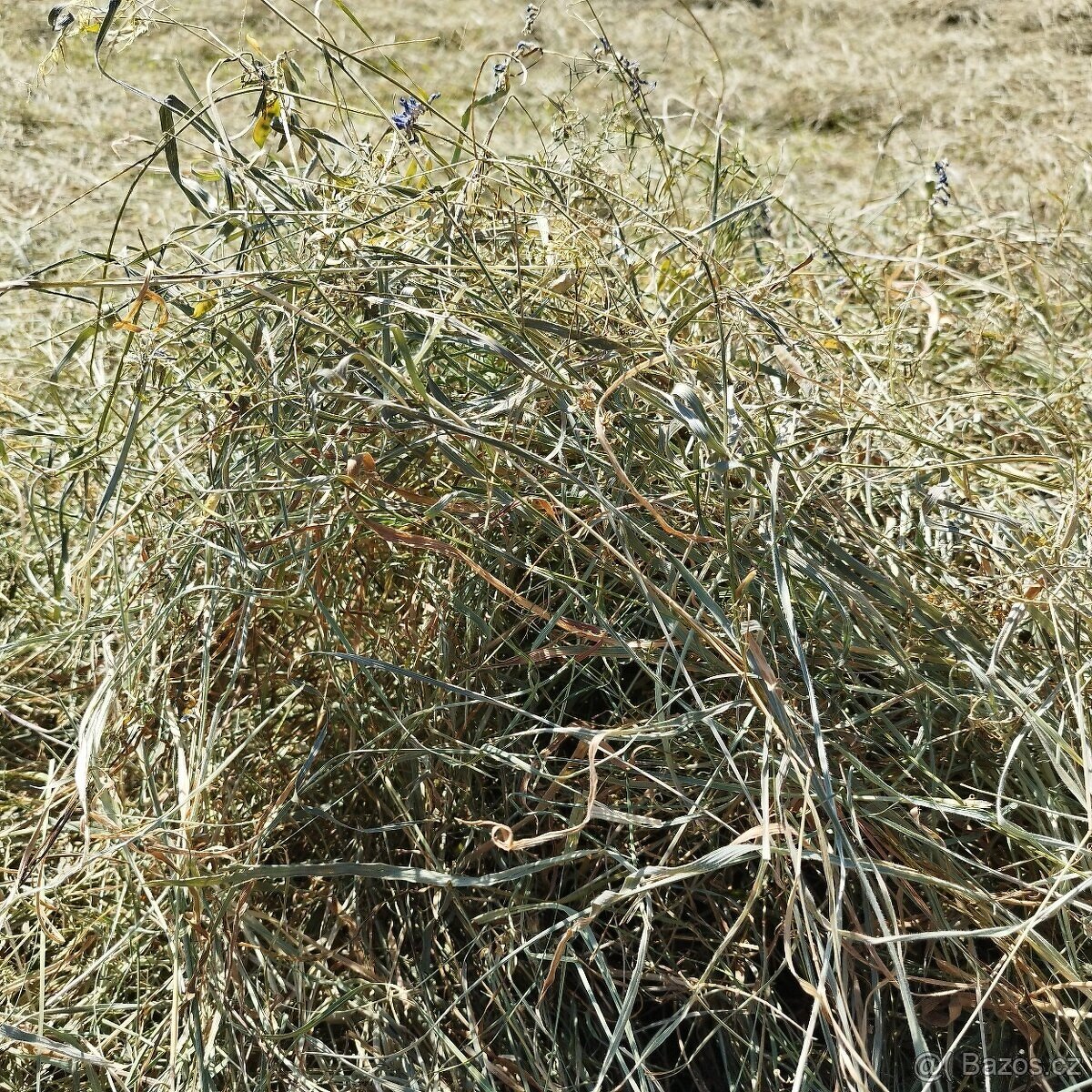 Prodám seno malé hranaté balíky - 7