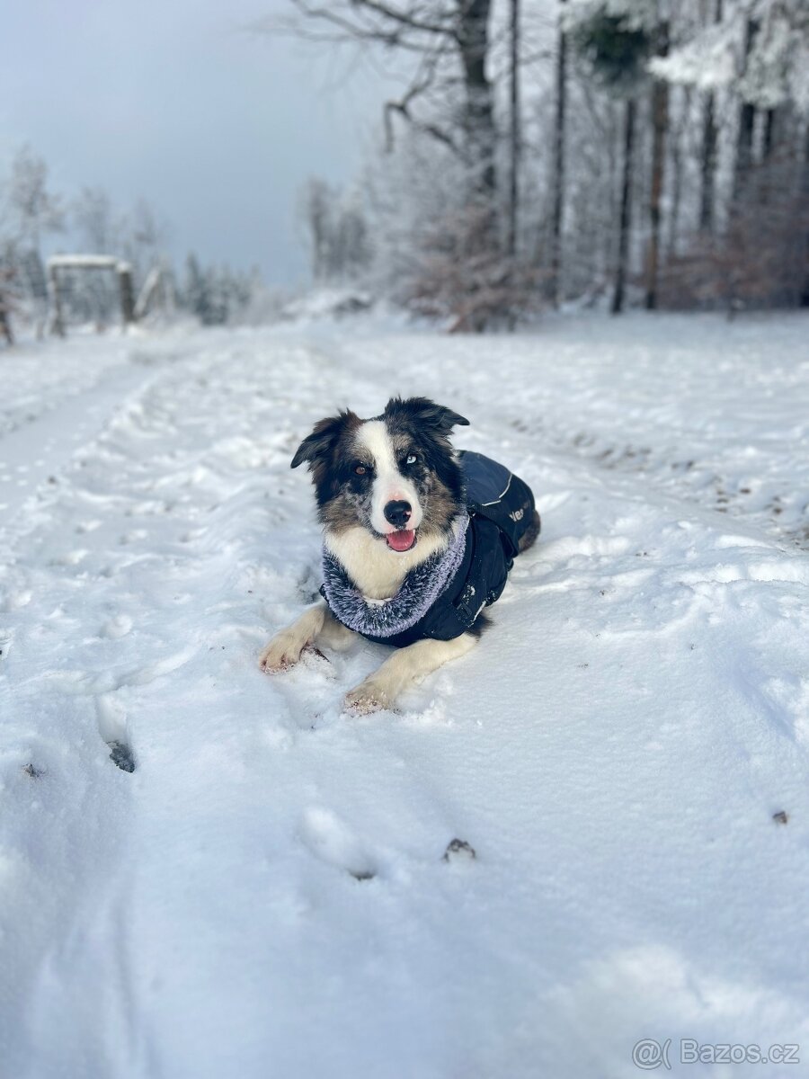 Hledáme ženicha - border kolie - 7