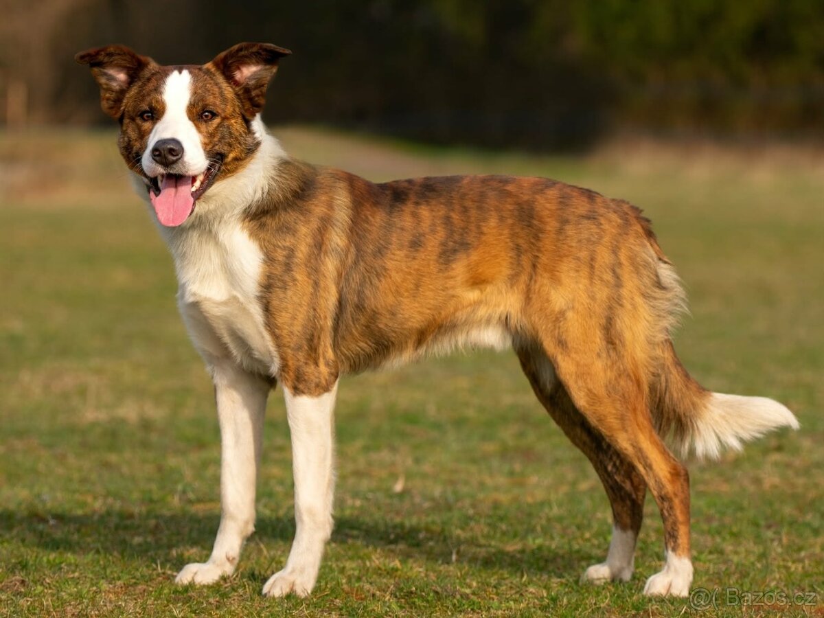 Border kolie kryti - 7