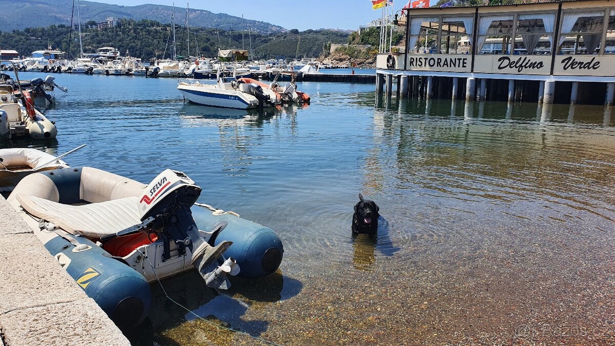 Labradorský retriever A MAGIC FRIEND OF FROTARIS - krytí - 7