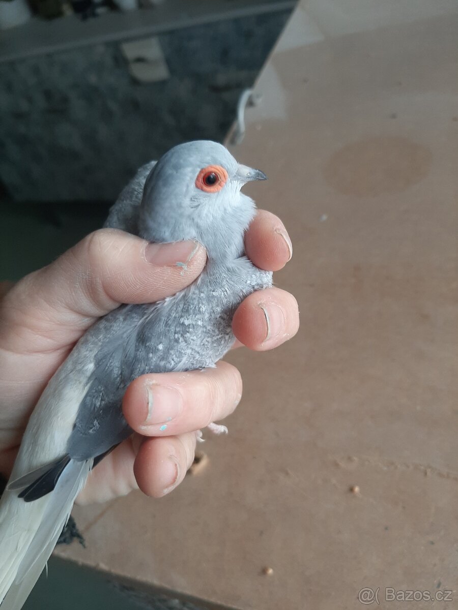 Holoubek diamantovy.. - 7