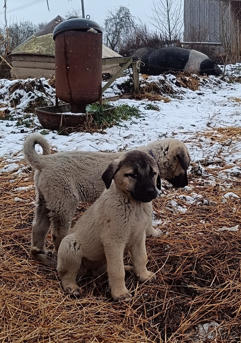 Kangalský pastevecký pes- štěňátka již k odběru - 7