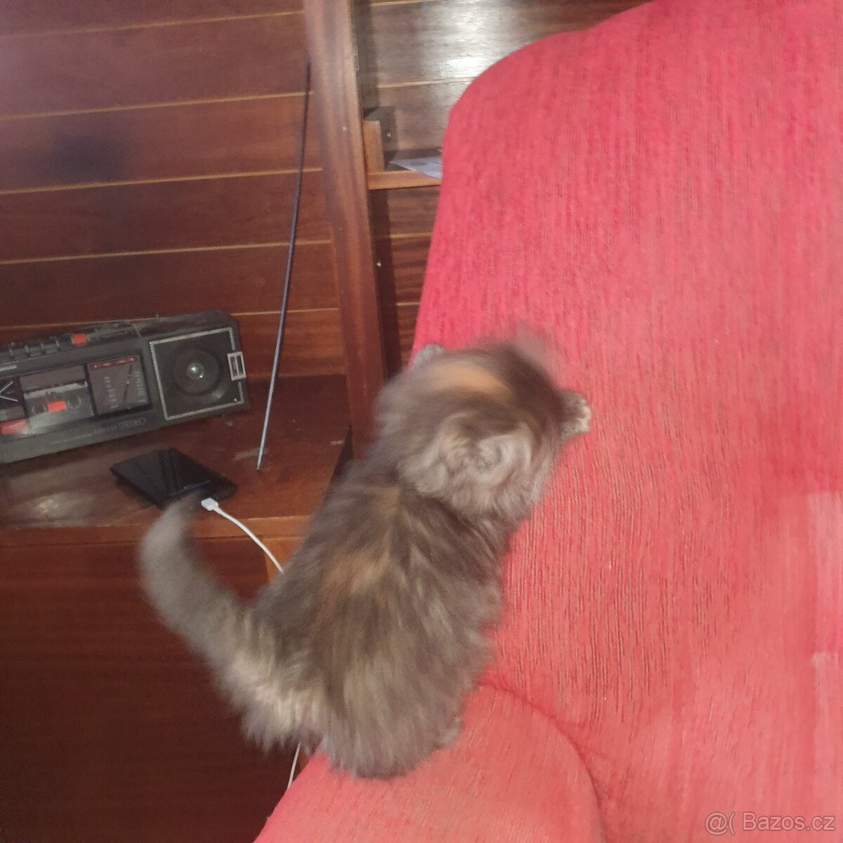 Ponukam maciatko - 7