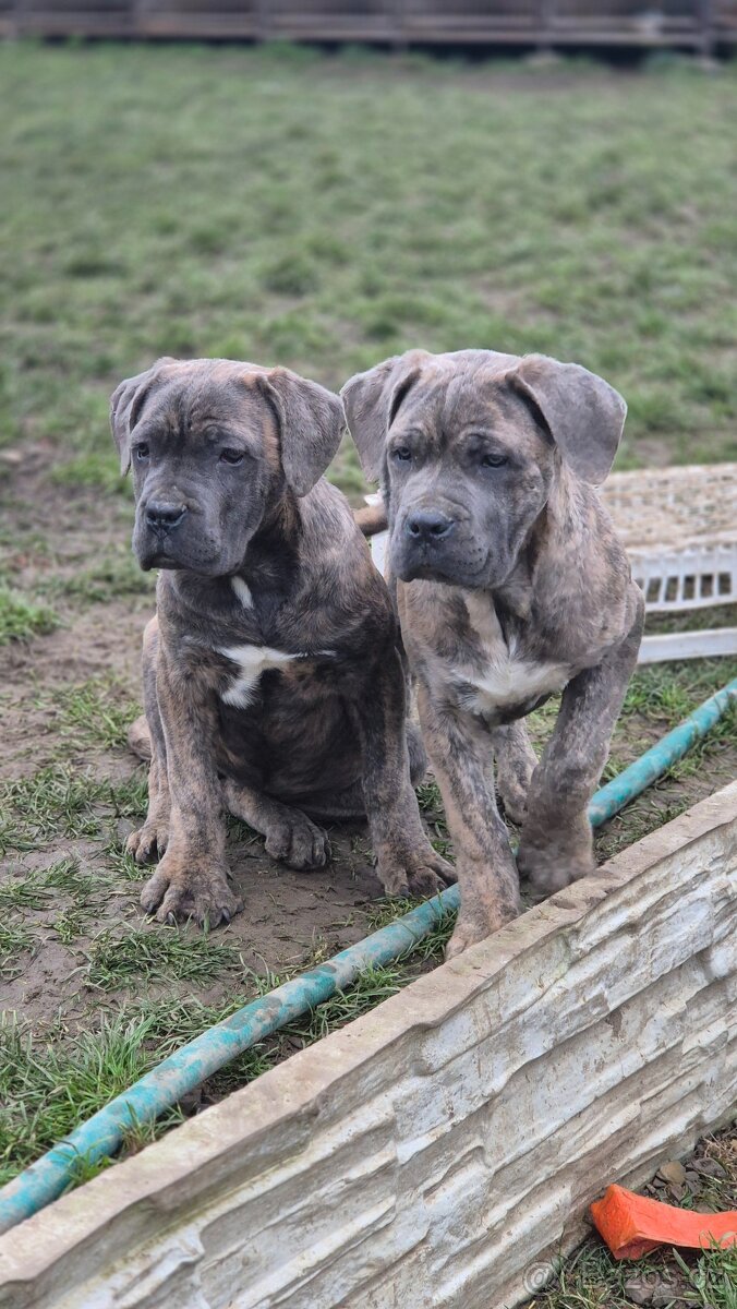 Cane Corso s PP - 7