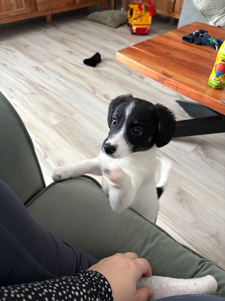 Border kolie x jack russel - 7