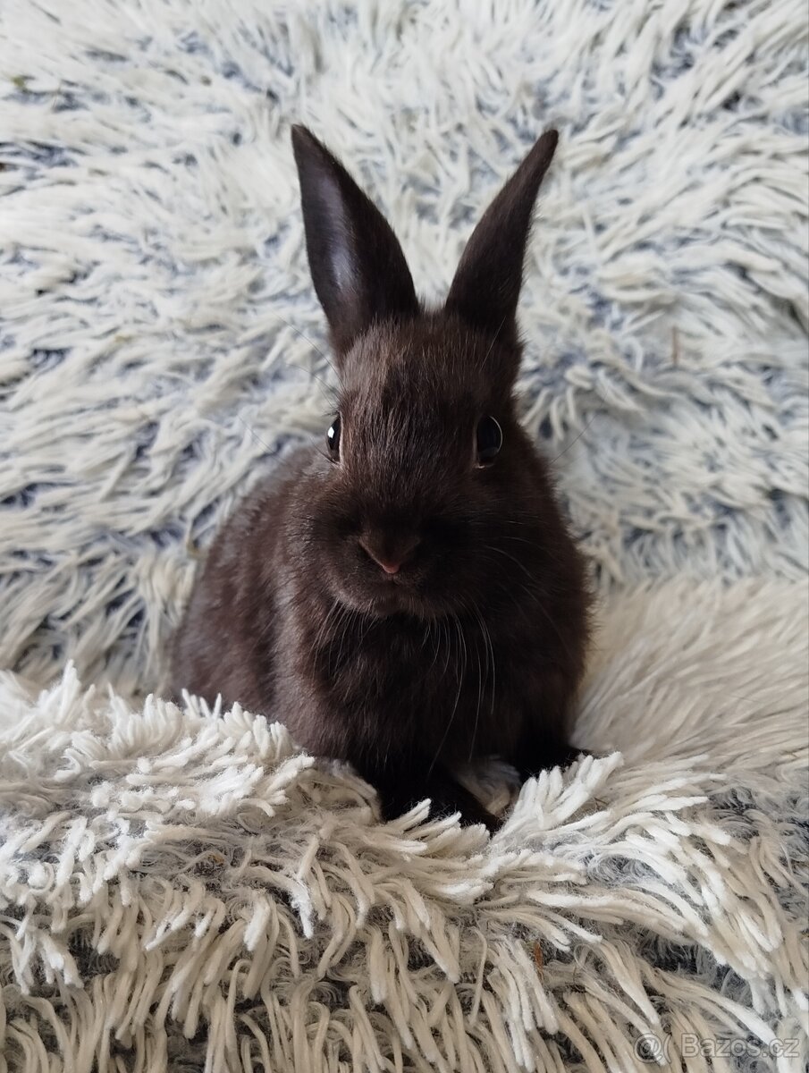 Zakrslý králík - 7