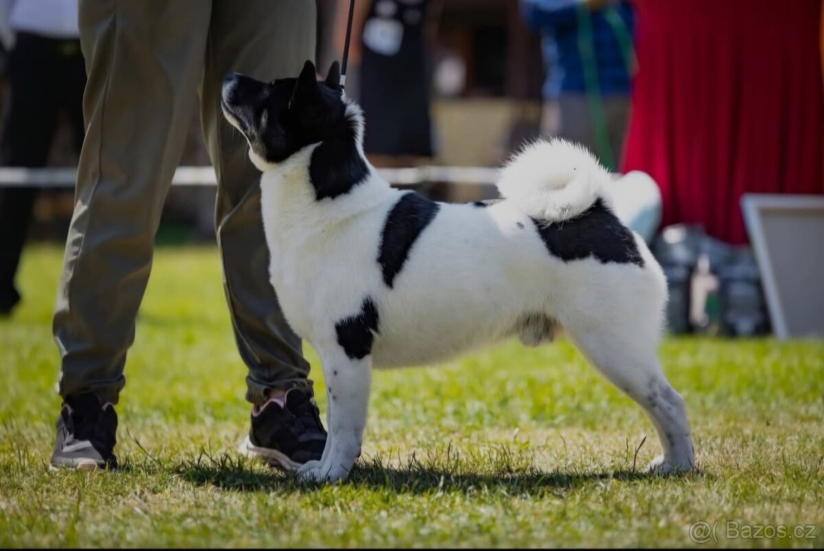 Shiba inu pinto s PP - 7