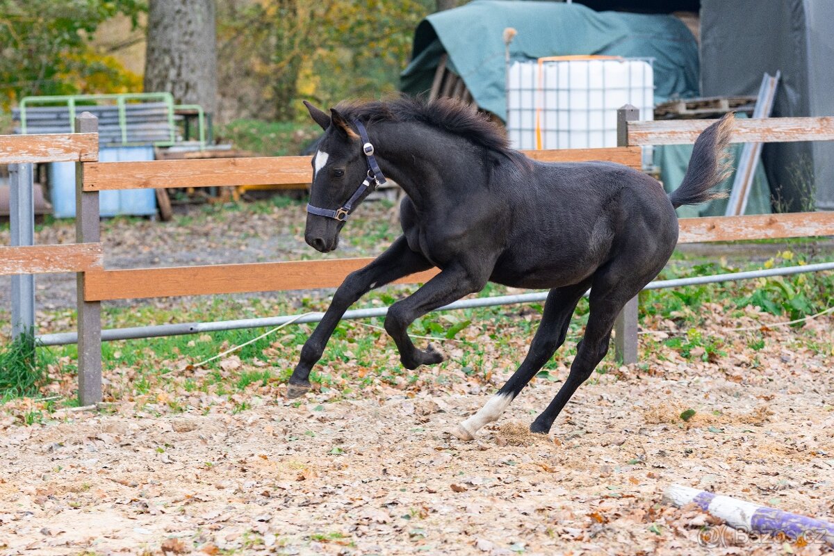 Nádherný hřebeček po Warness ZH - 7