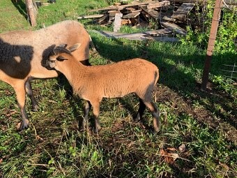 Kamerunská ovce - 7