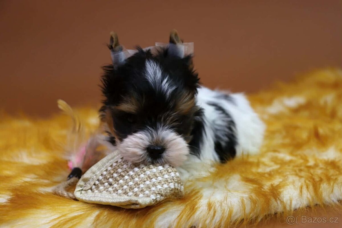 Biewer terriér jorkšírský - 7