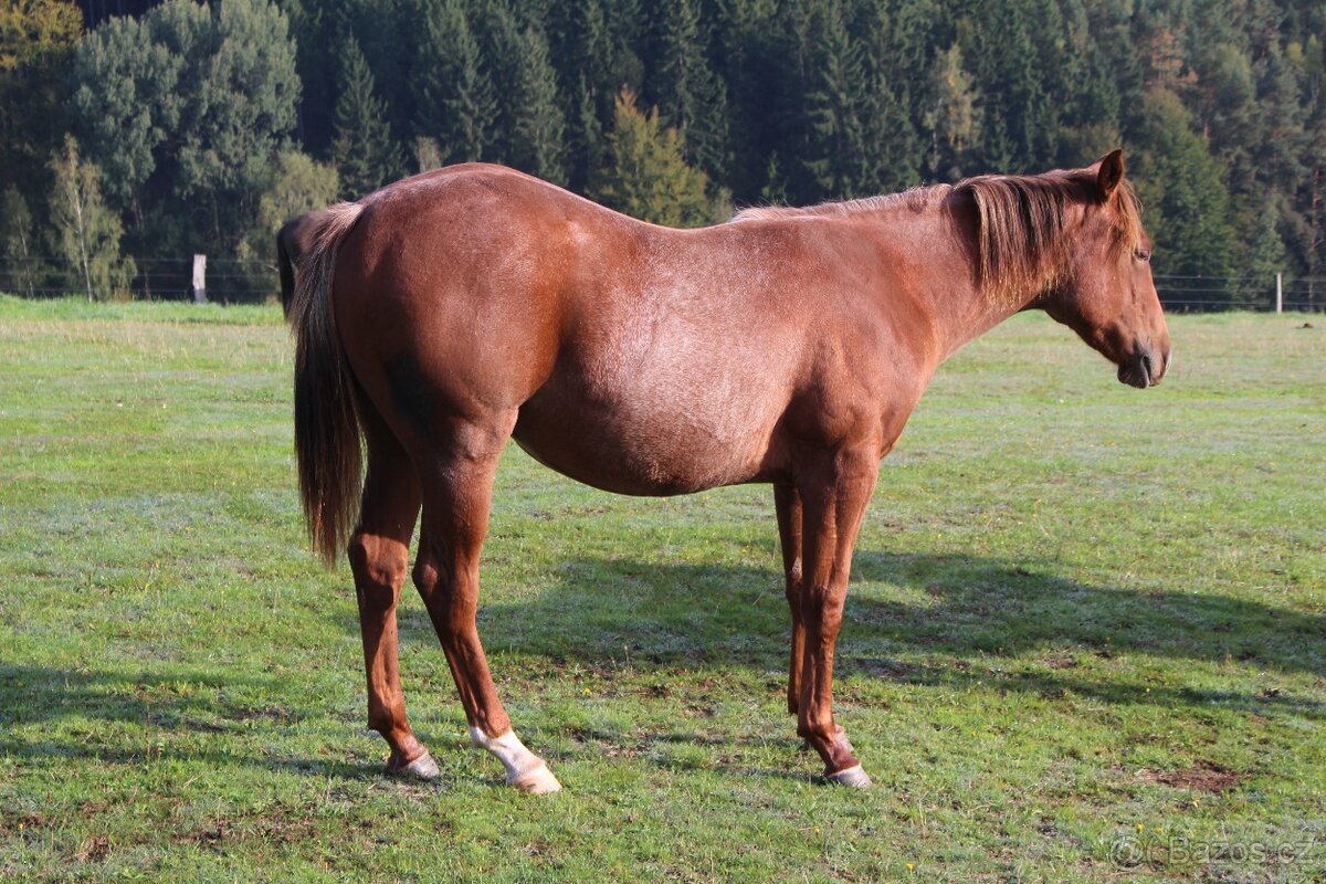 AQH valach - 7