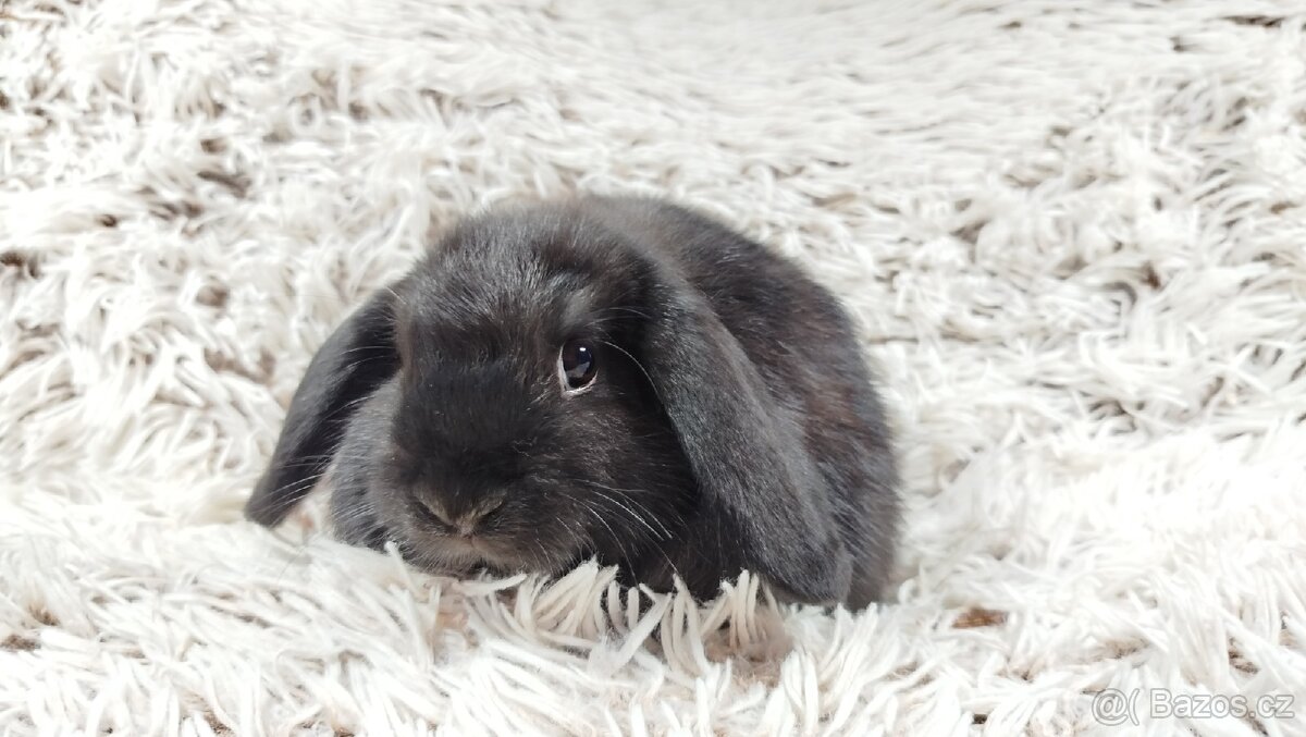 Zakrslý beránek, králíček, králík-BRUNO - 7