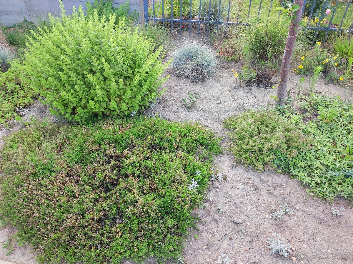 Různé skalničky z předzahrádky - 7