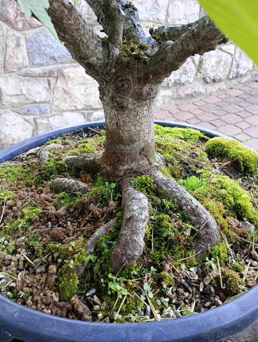 Jírovec maďal (kaštan) bonsai - 7