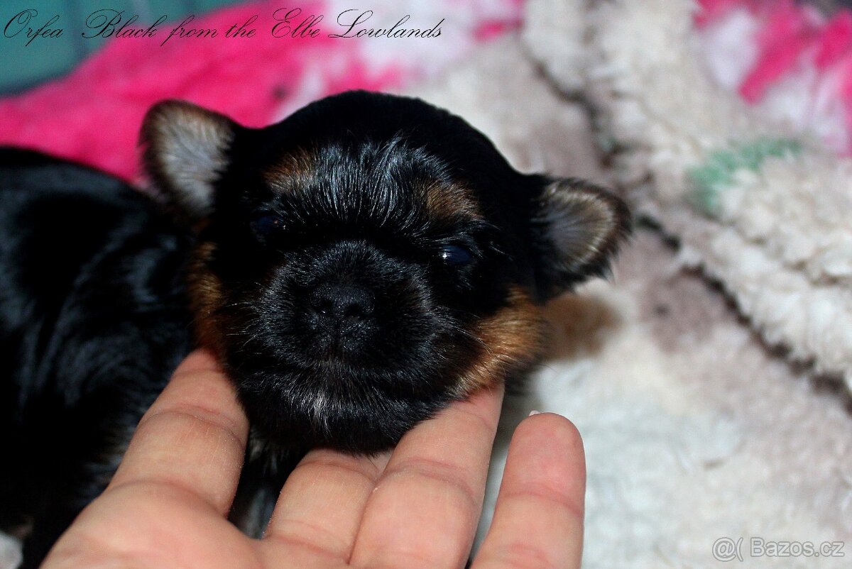 biewer terier s PP / jorksírský terier s PP - 7