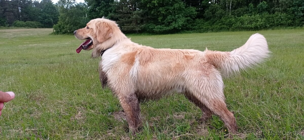 Krytí - zlatý retrívr - 7