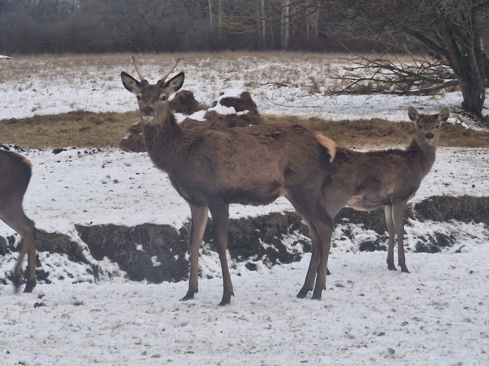 Hospodářská zvířata - 7