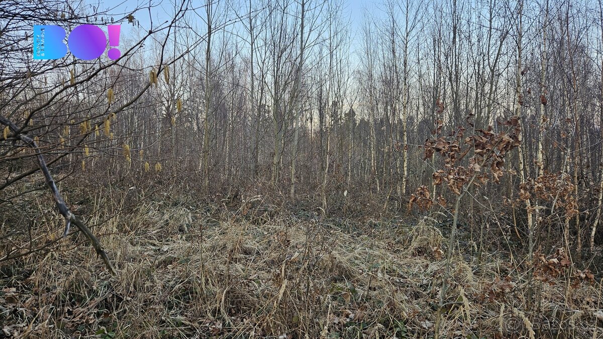 Prodej lesů, 55 558 m², Rybí - 7