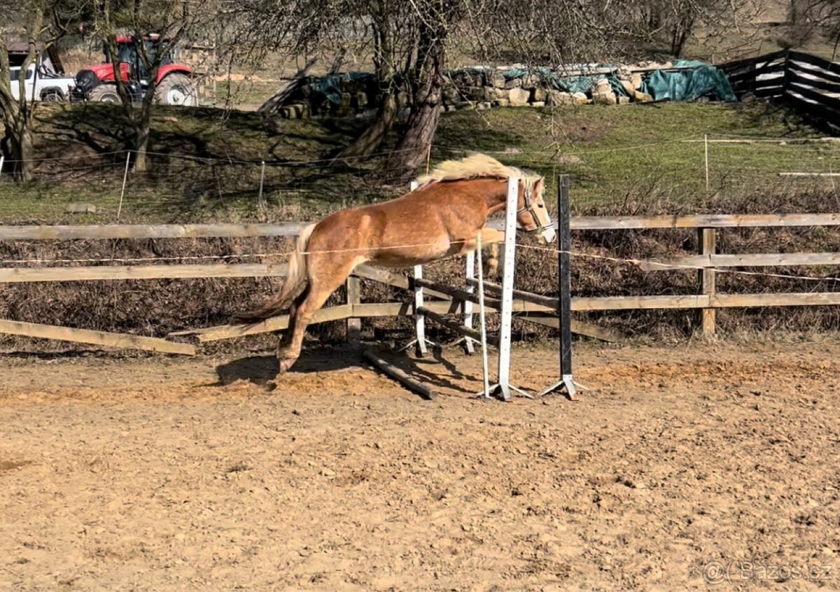 Kvalitní klisnicka hafling - 7