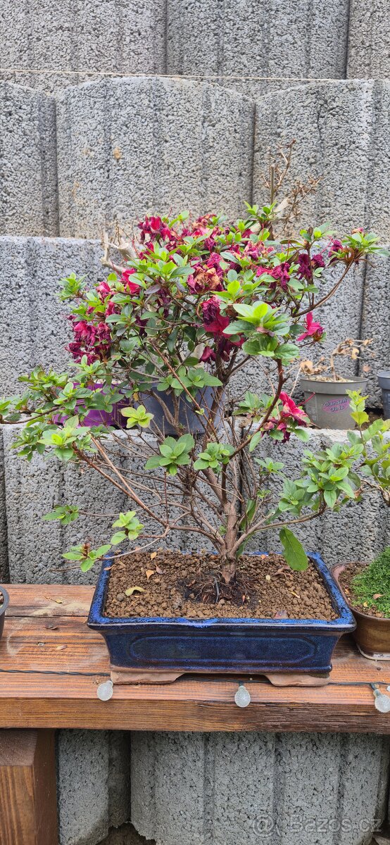 Bonsai, prebonsai - 7