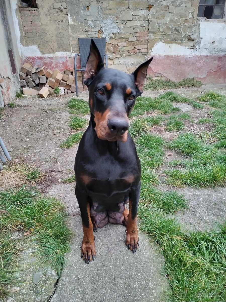Dobrman bez pp - 7