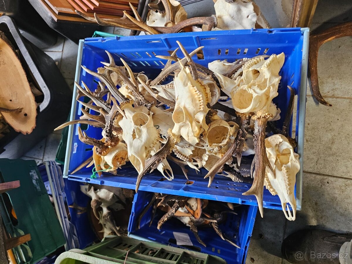 Paroží,trofeje,shozy,obrazy - 7