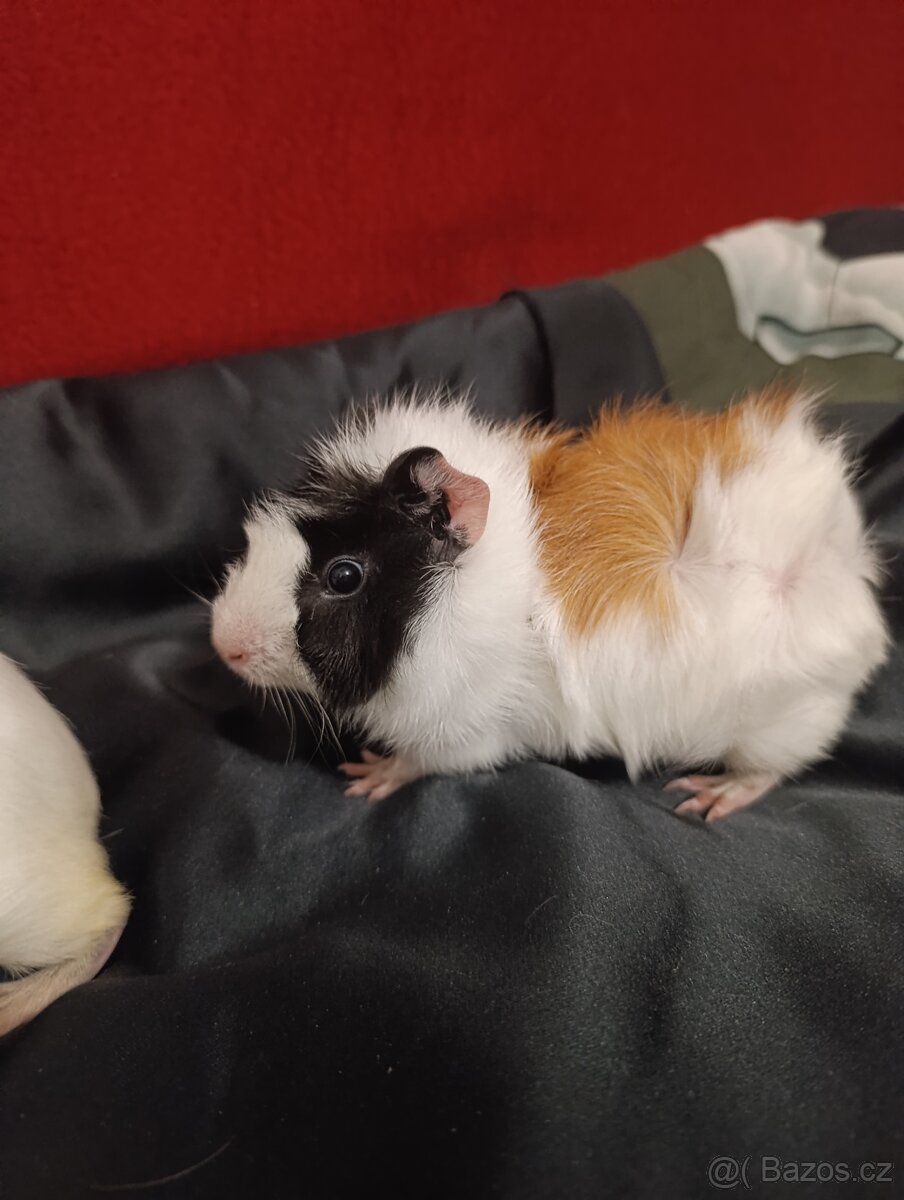 Morcata hladky a rozetovy, 2mesice) - 7