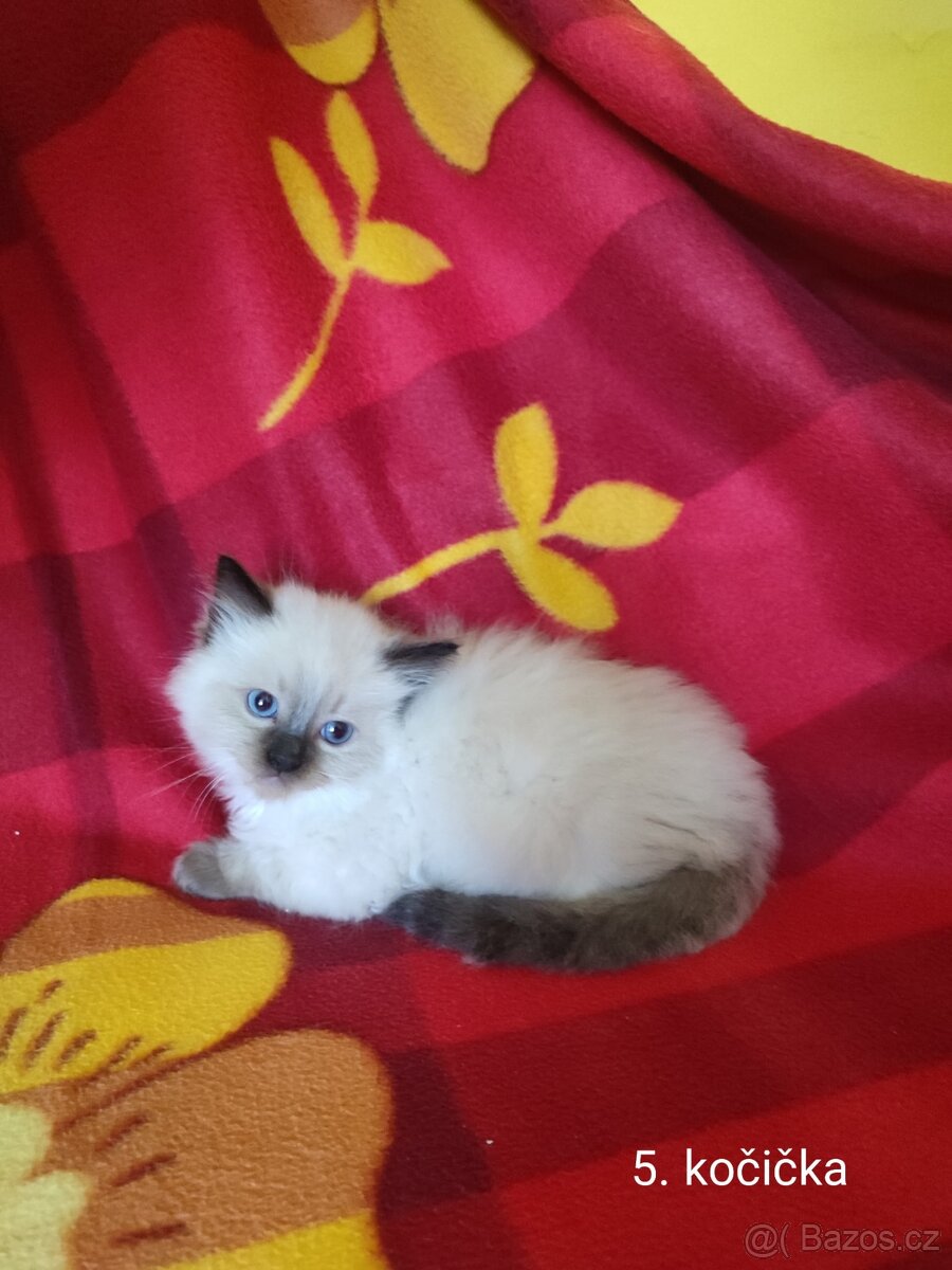 Ragdoll koťátka - 7
