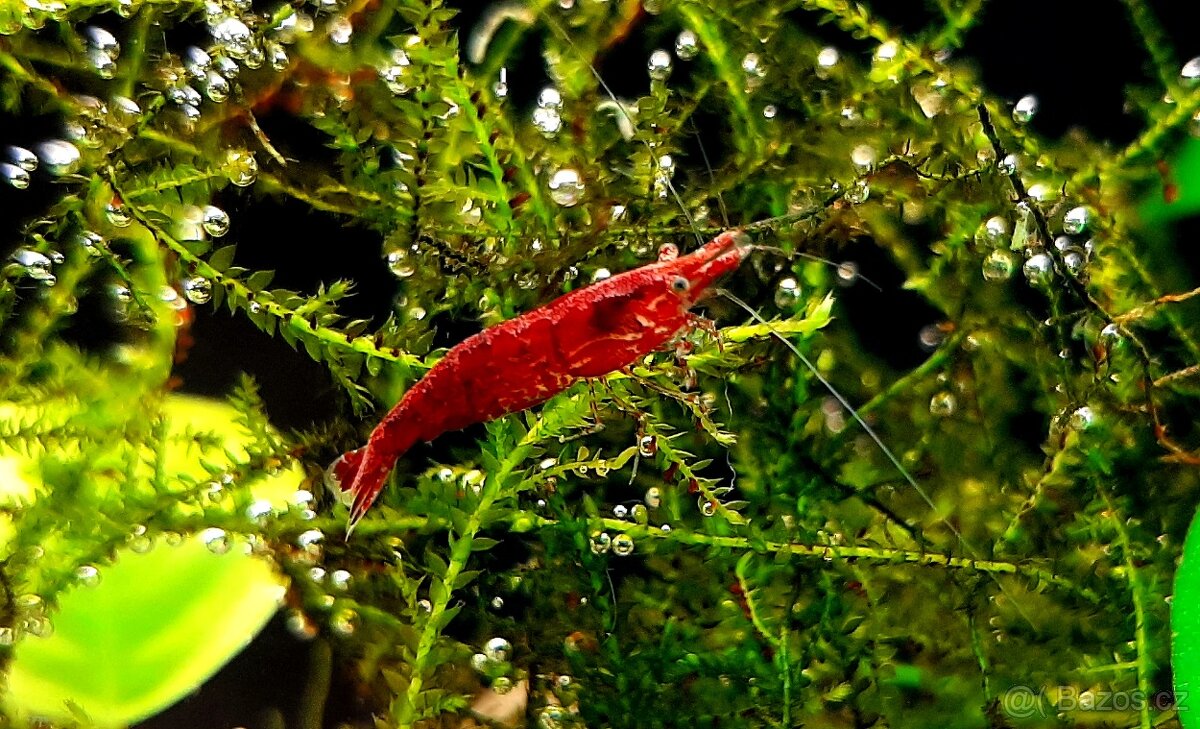 Krásné akvarijní rybičky - 7