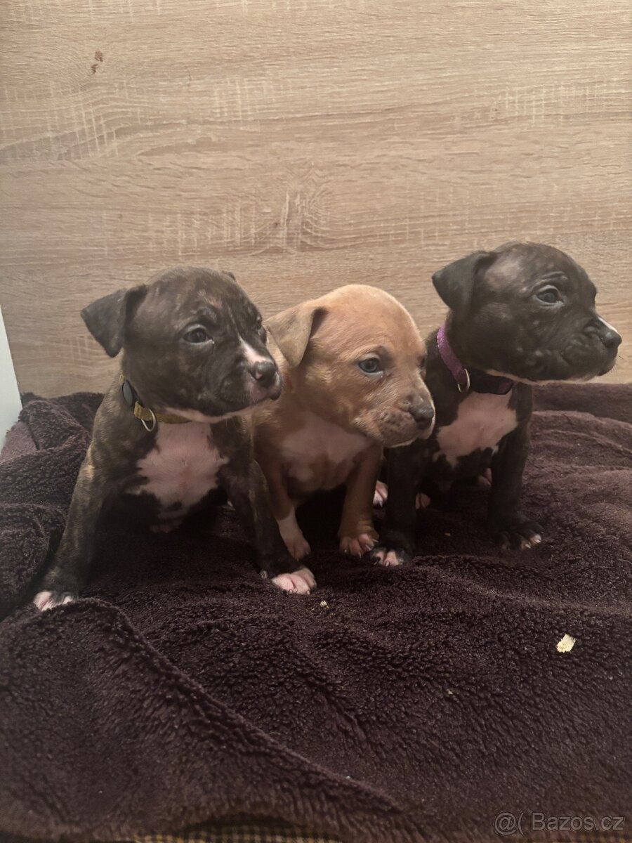 Americký stafordsirsky terier, Stafford, amstaf - 7