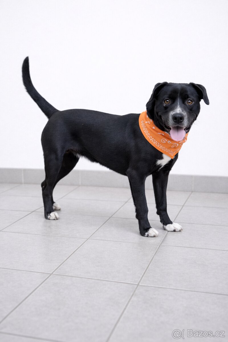 Adriana hledá domov - 7