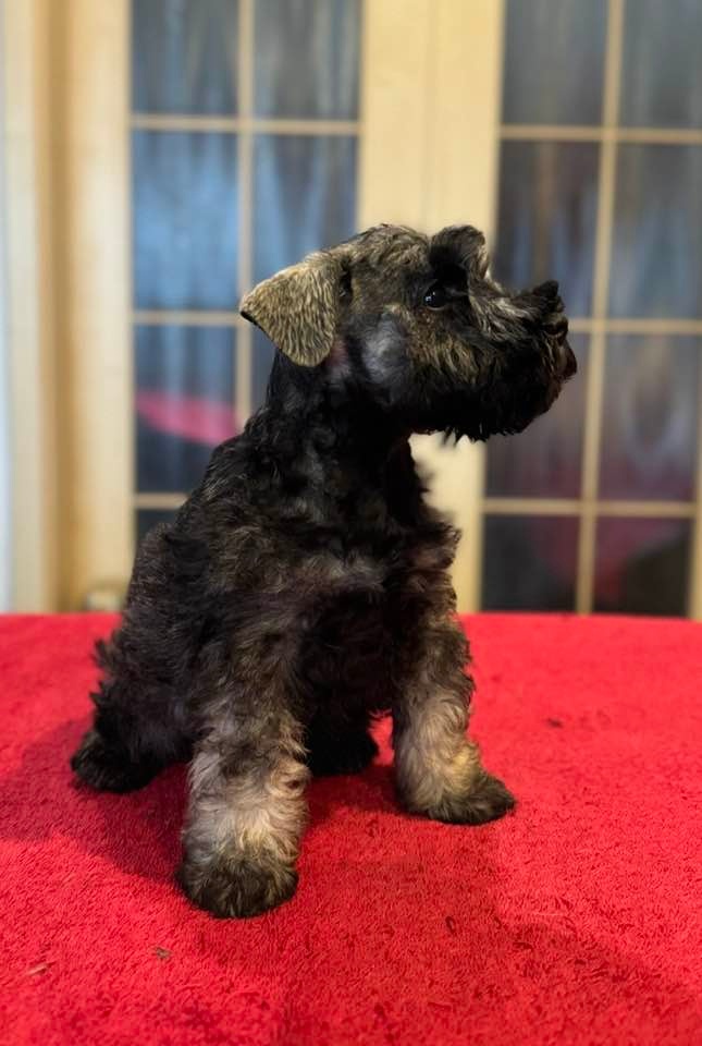 Knírač malý pepř a sůl - 7