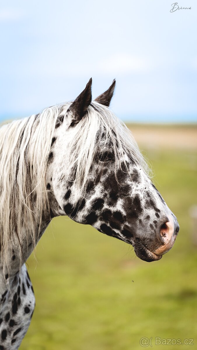 Appaloosa hřebec - připouštění - 7