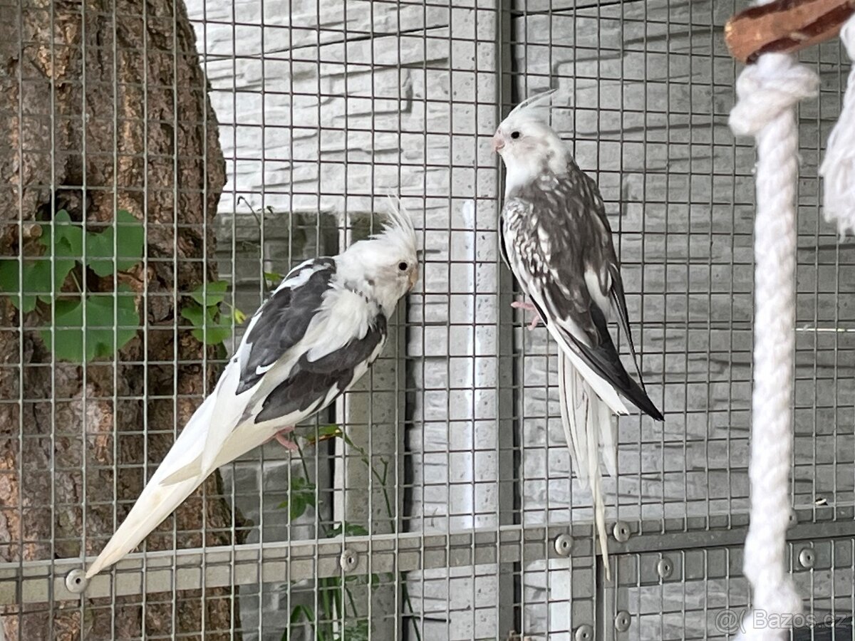 Prodám samce korely bělohlavé - 7