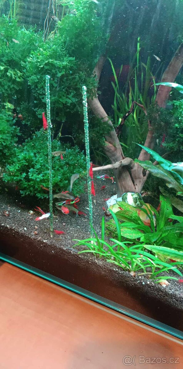 Krevetky Red Sakura - 7