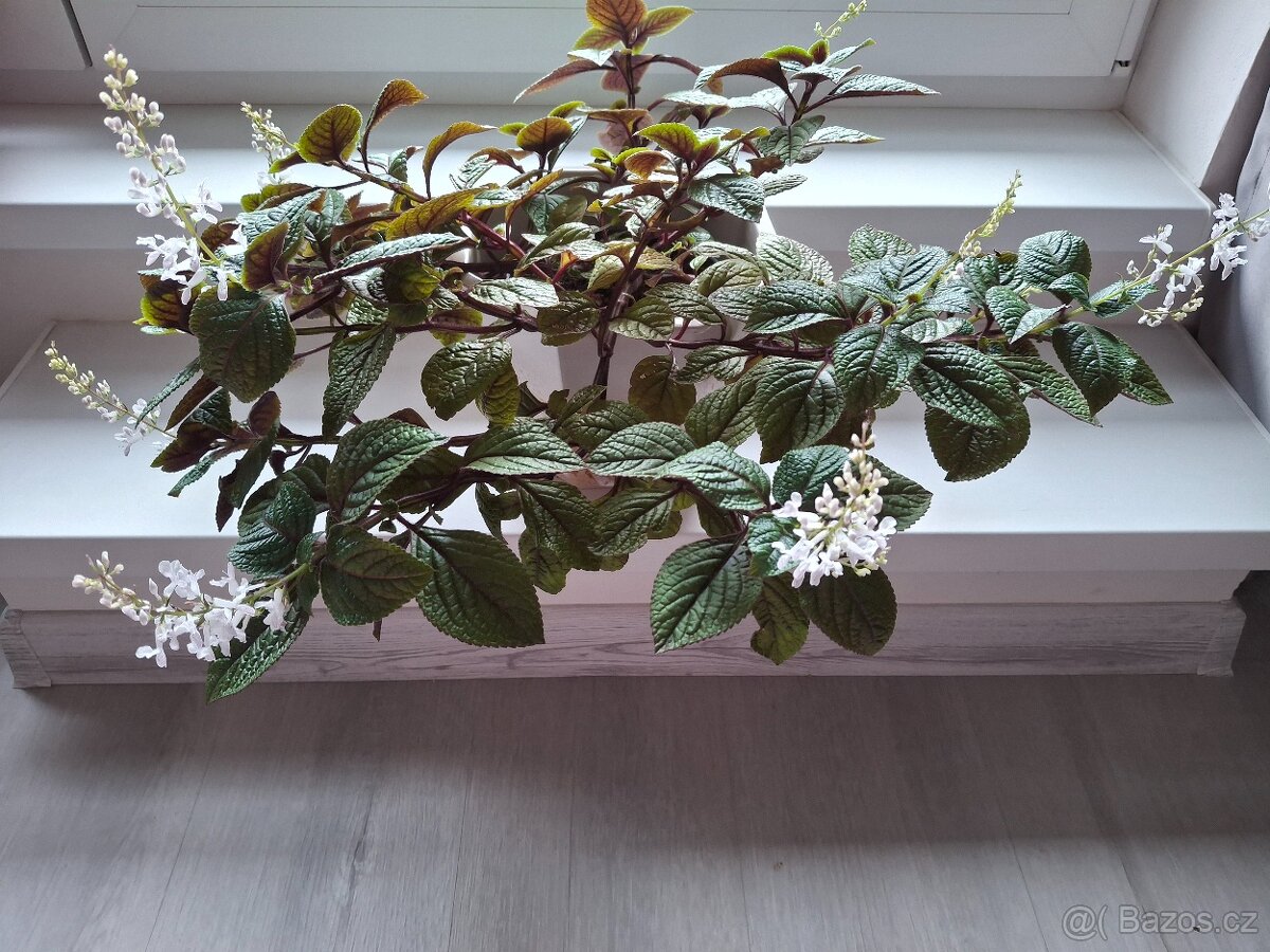 Pokojova rostlina zelenec 3 + 3 - 7