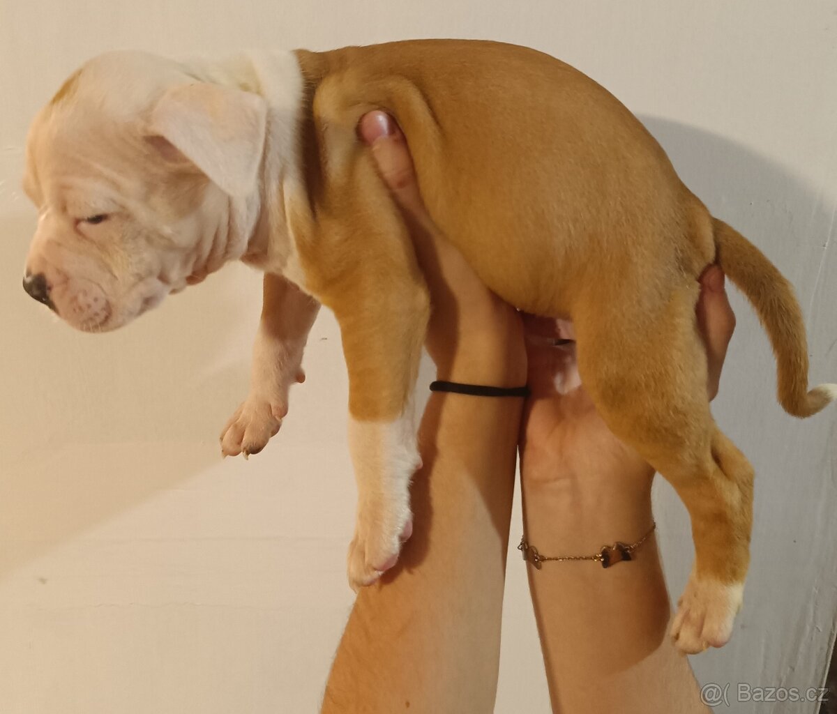 Štěňata americký stafordšírský teriér - 7