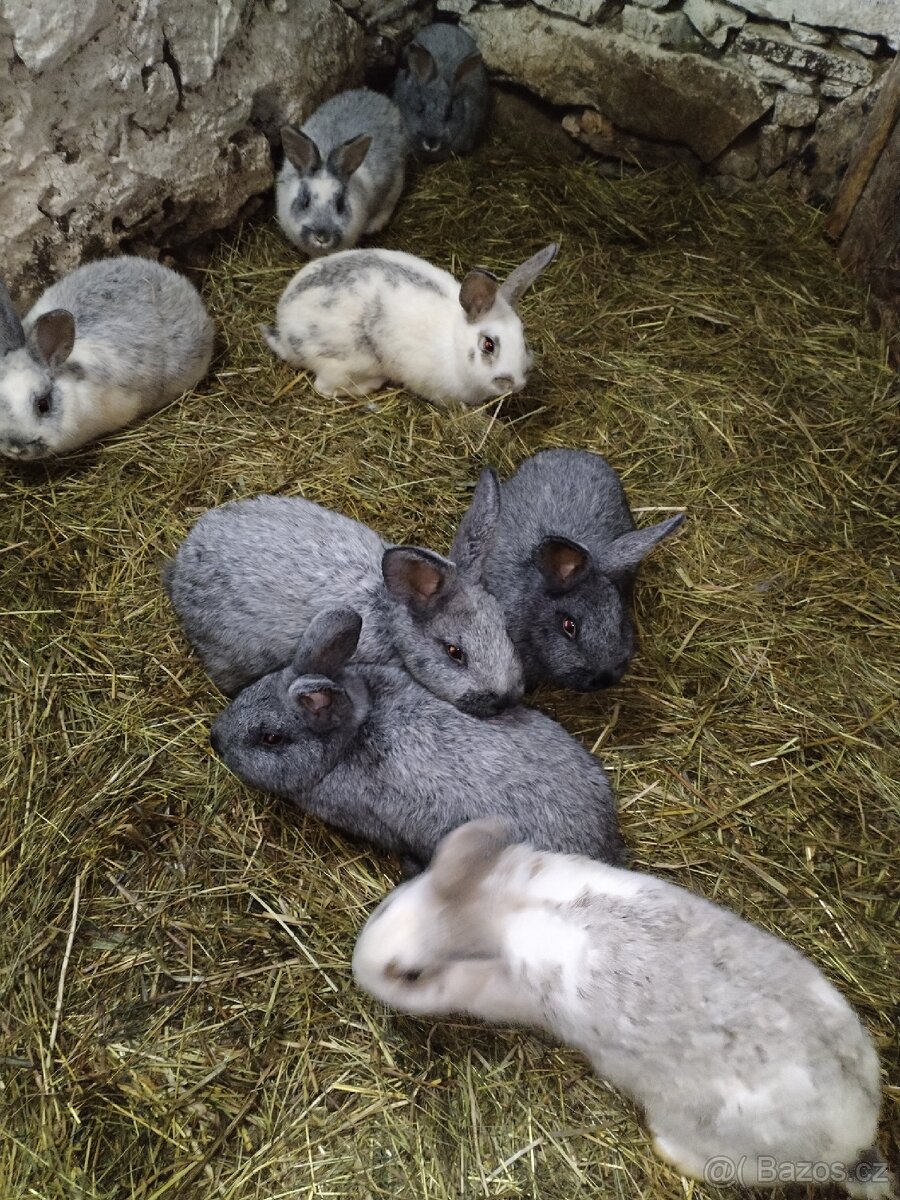 Prodám kraliky - 7