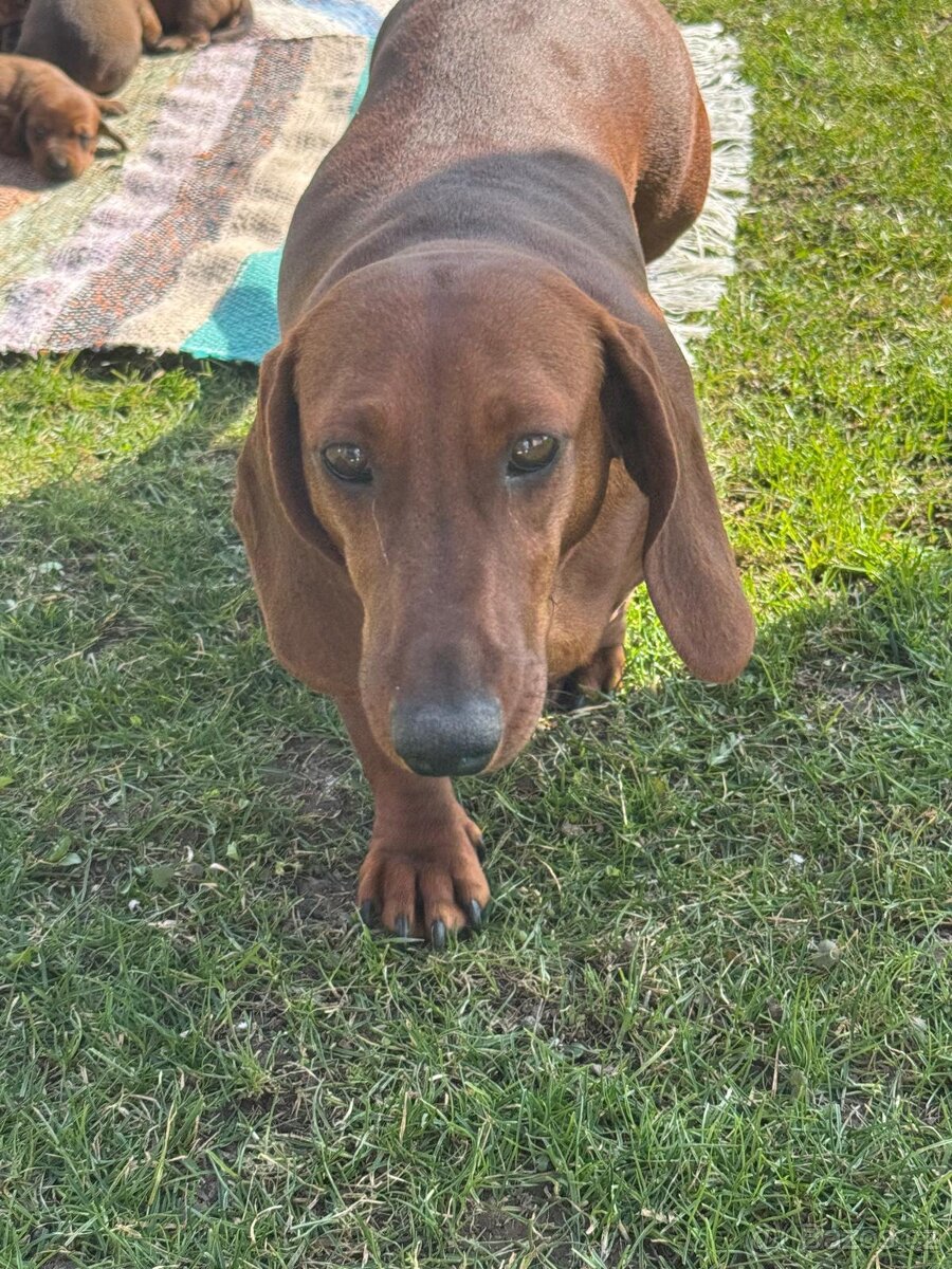 Jezevčík hladkosrstý - 7