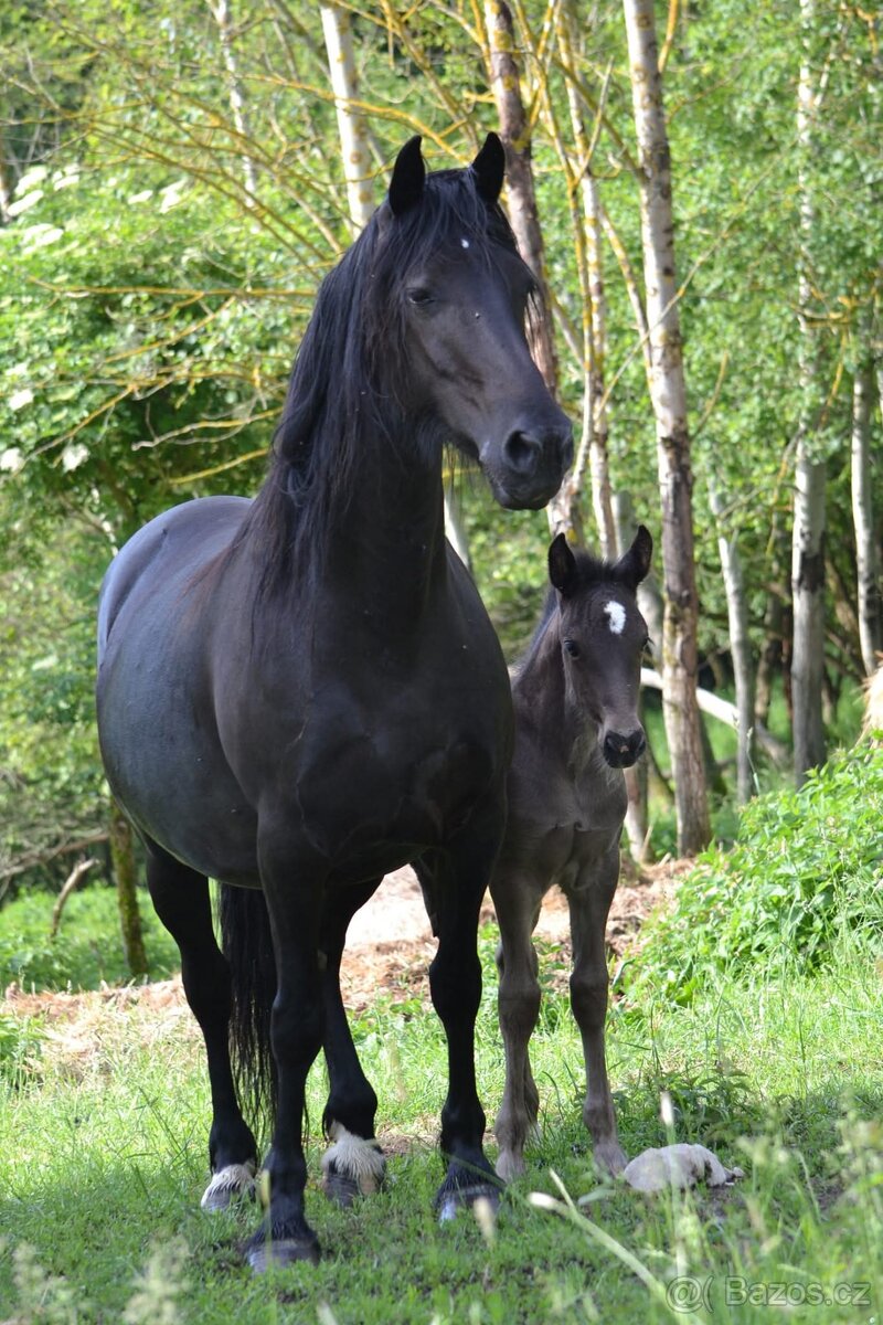 Welsh cob - 7