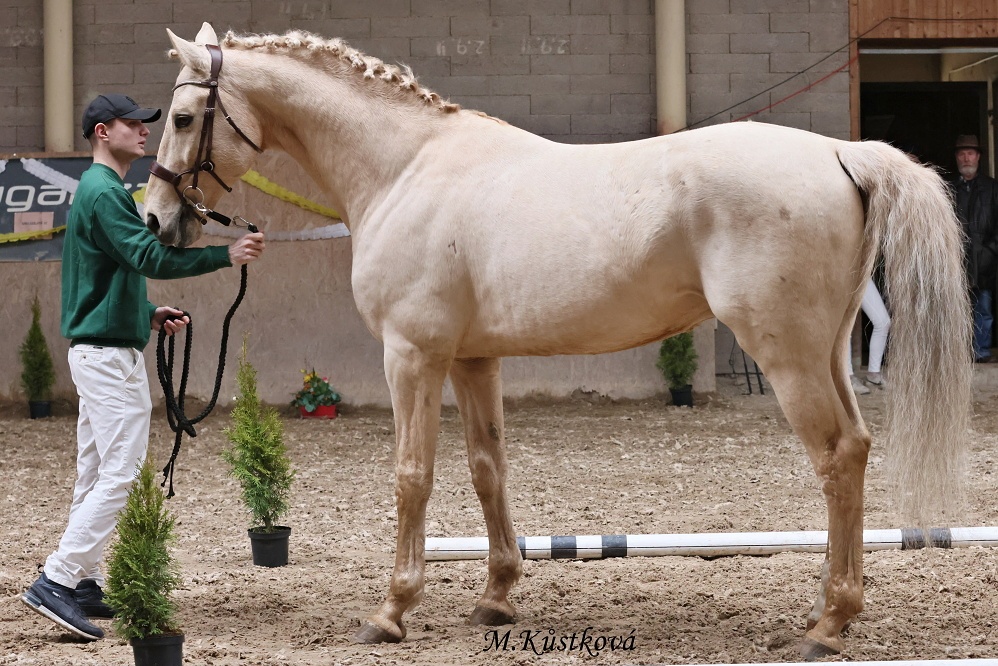 Prodám hřebce Kůň Kinský, - 7