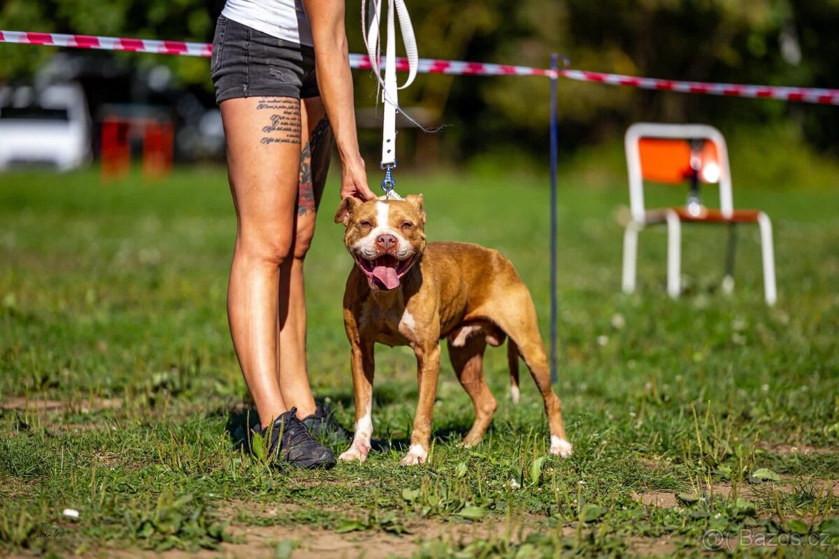 Americký pitbull teriér s PP - 7