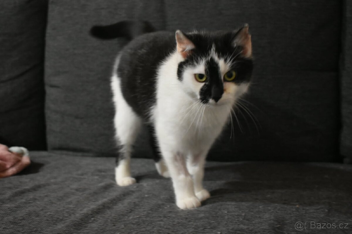 Kočička Gizy - 7