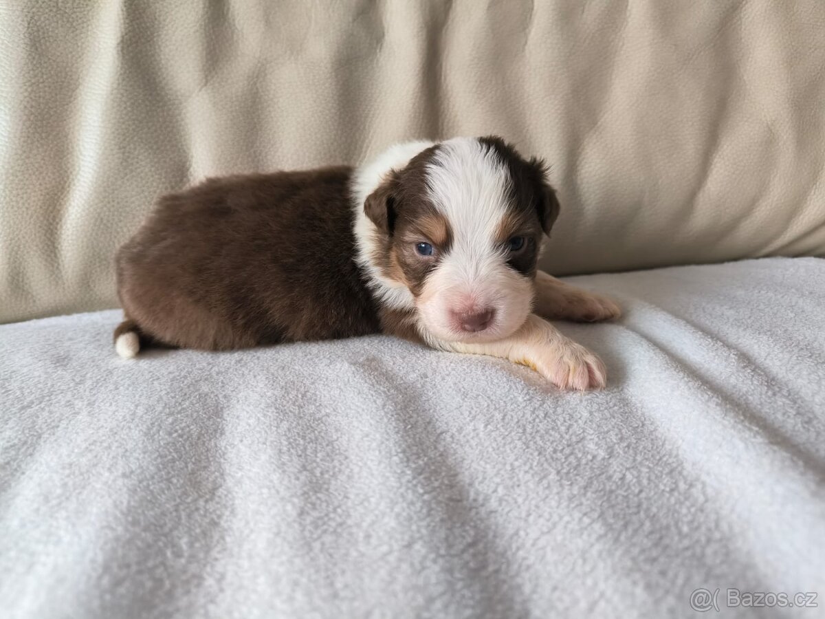 Australsky ovčak - 7