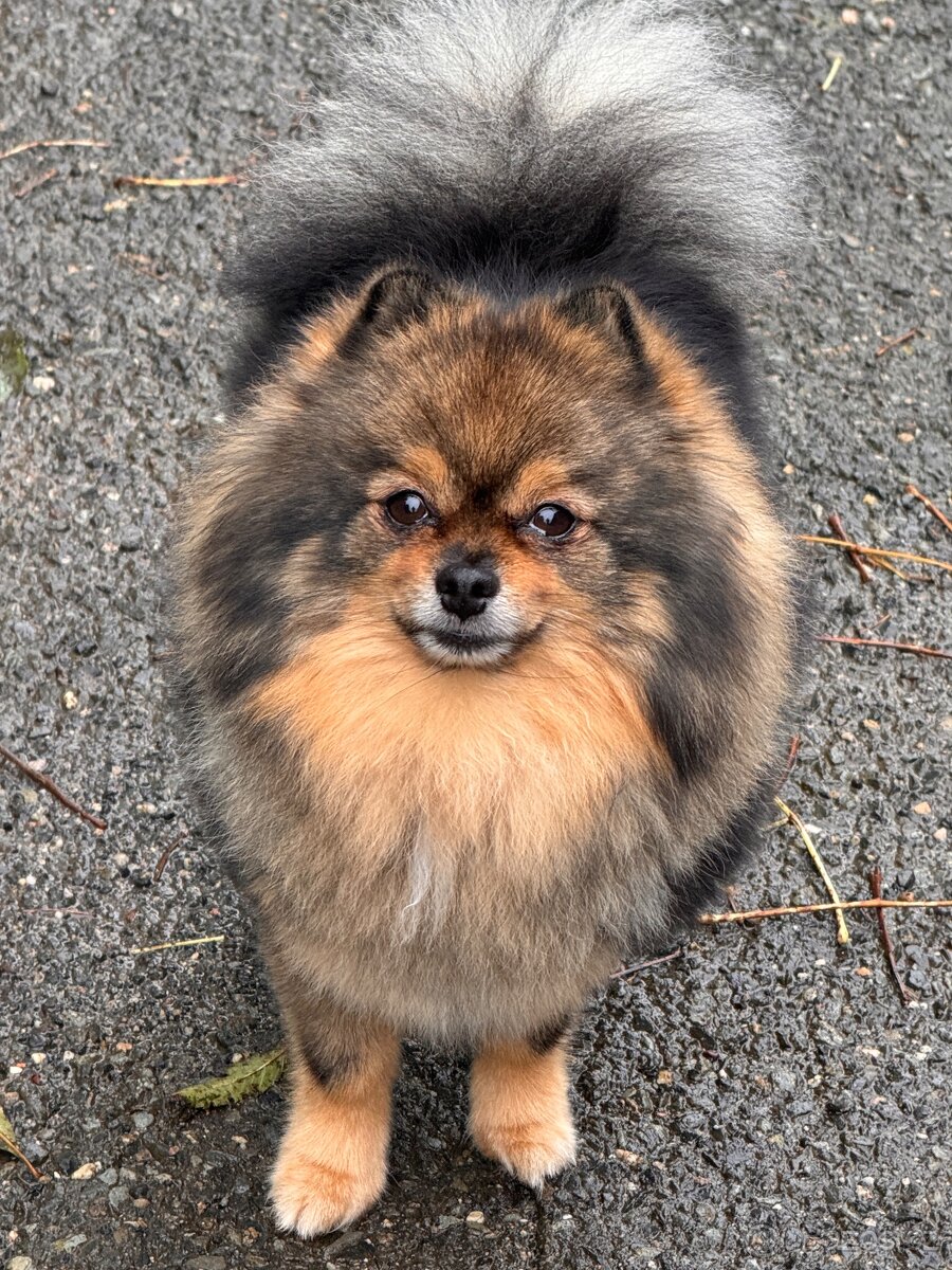 Pomeranian - 7